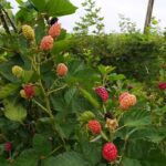 mulberry tree