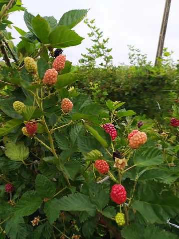 mulberry tree