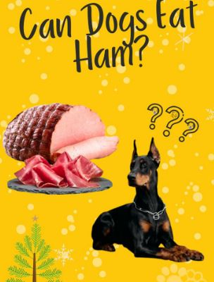 can dogs eat ham