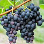 Astonishing Advantages Of Dim Grapes For A Decent Wellbeing.